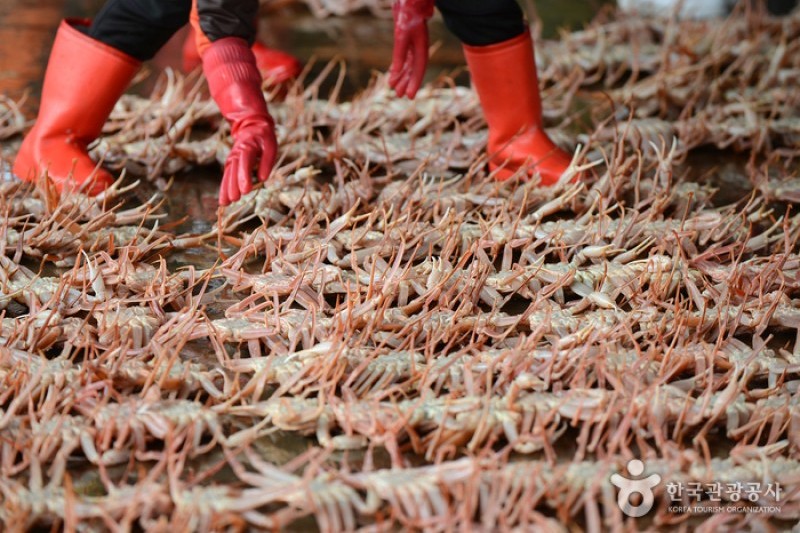 Uljin Snow Crab Festival  (5/6)
