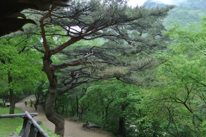 Mungyeong Saejae Provincial Park  (44/46)
