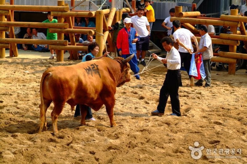 Cheongdo Bullfighting Festival  (3/5)