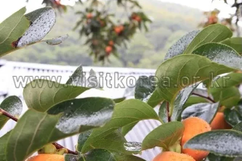 Cheongdo Seedless Persimmon Festival  (4/11)