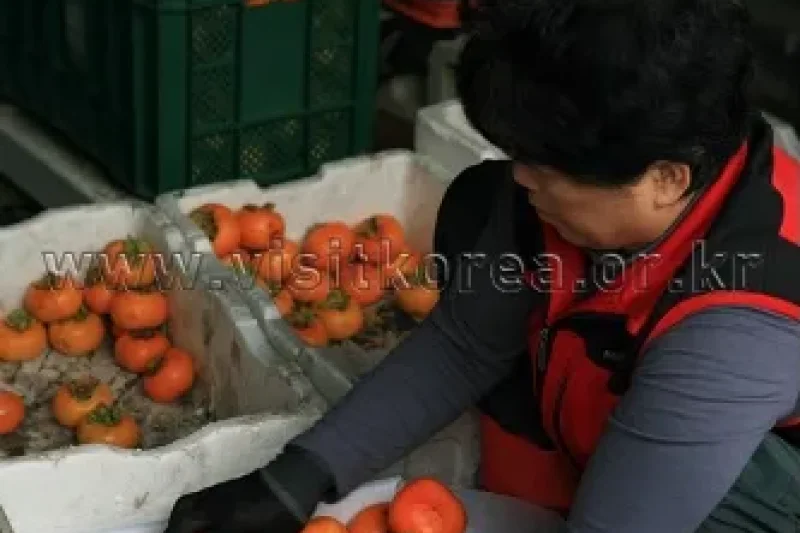 Cheongdo Seedless Persimmon Festival  (5/11)
