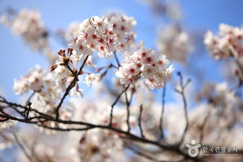 Jinhae Gunhangje Festival  (4/11)