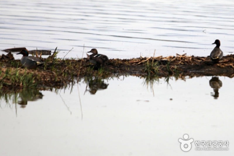 Changnyeong Upo Wetland  (13/31)