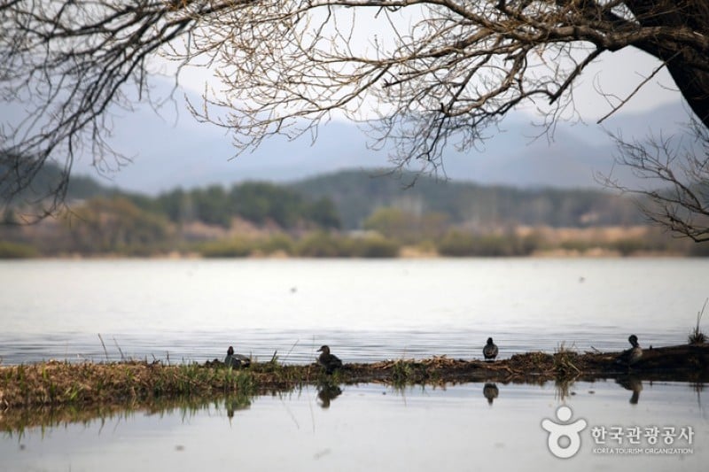 Changnyeong Upo Wetland  (14/31)