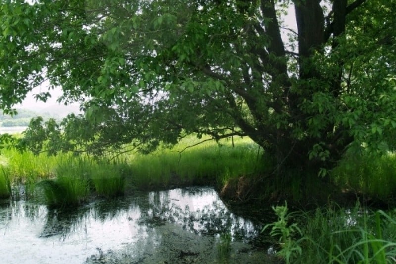 Changnyeong Upo Wetland  (18/31)