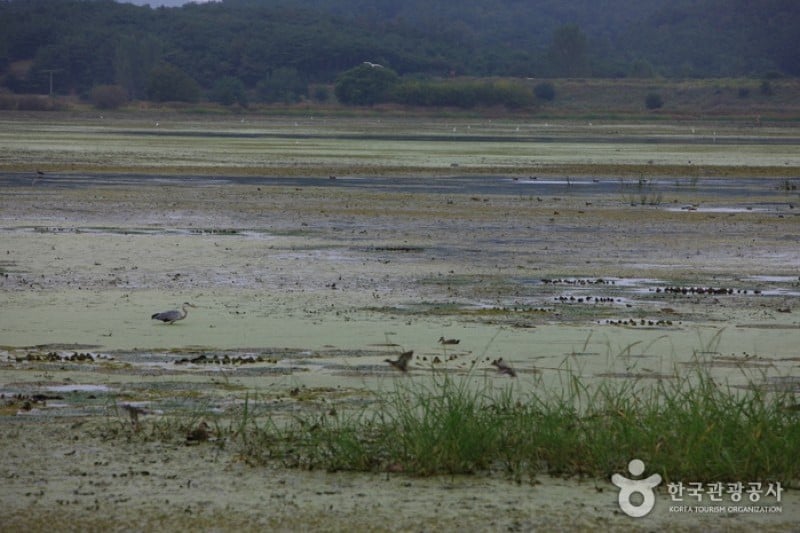 Changnyeong Upo Wetland  (19/31)