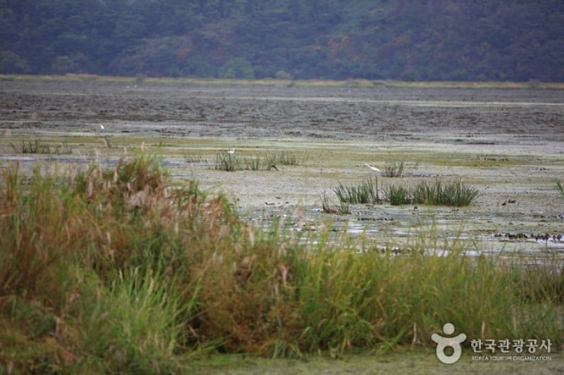 Changnyeong Upo Wetland  (20/31)