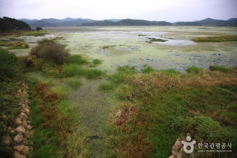 Changnyeong Upo Wetland  (21/31)