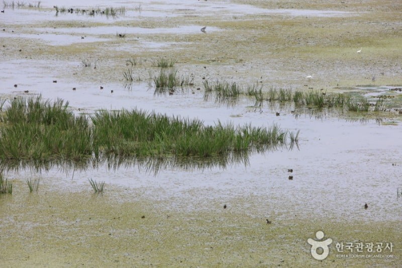 Changnyeong Upo Wetland  (23/31)