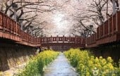 Yeojwacheon Stream 