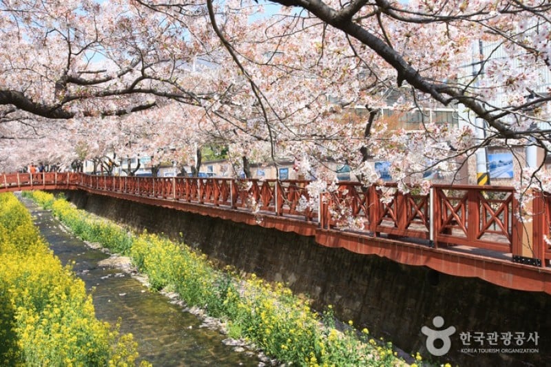 Yeojwacheon Stream  (1/16)