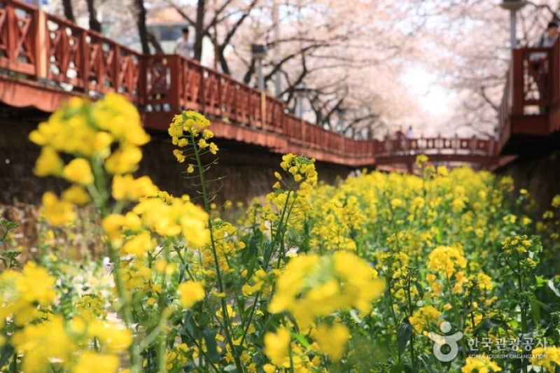 Yeojwacheon Stream  (4/16)