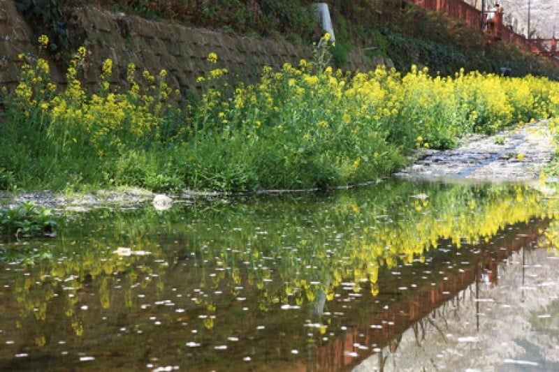 Yeojwacheon Stream  (7/16)