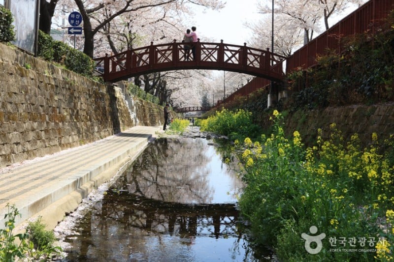 Yeojwacheon Stream  (8/16)