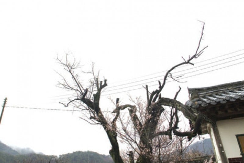 Namsa Yedamchon Village  (23/42)