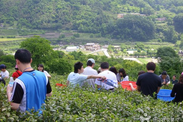 Hadong Wild Tea Cultural Festival