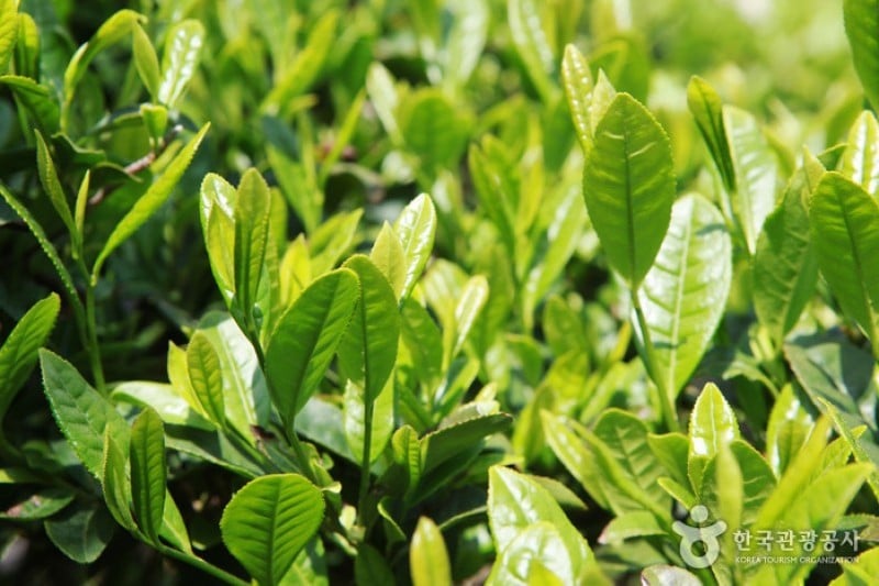 Hadong Wild Tea Cultural Festival  (5/21)