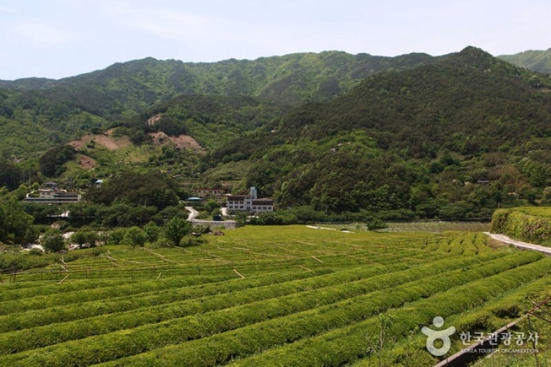 Hadong Wild Tea Cultural Festival  (11/21)