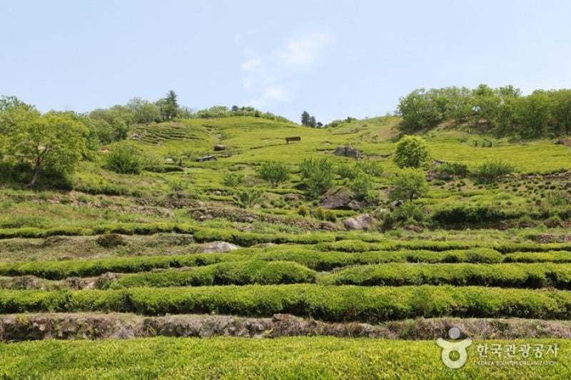Hadong Wild Tea Cultural Festival  (12/21)