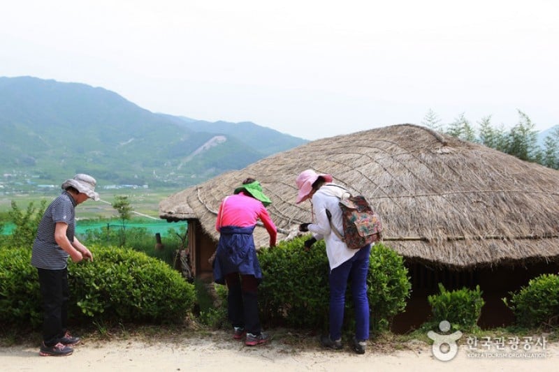 Hadong Wild Tea Cultural Festival  (13/21)