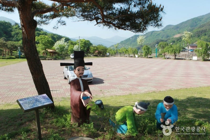 Hadong Wild Tea Cultural Festival  (14/21)