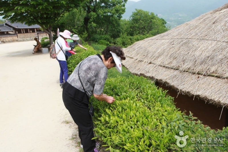 Hadong Wild Tea Cultural Festival  (15/21)