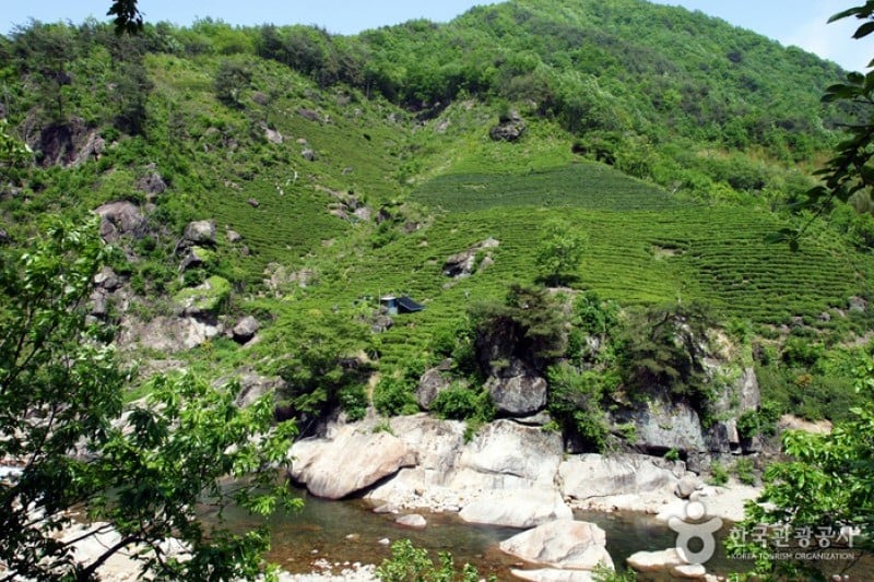 Hadong Wild Tea Cultural Festival  (21/21)