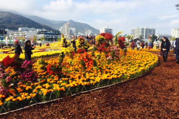 Masan Gagopa Chrysanthemum Festival