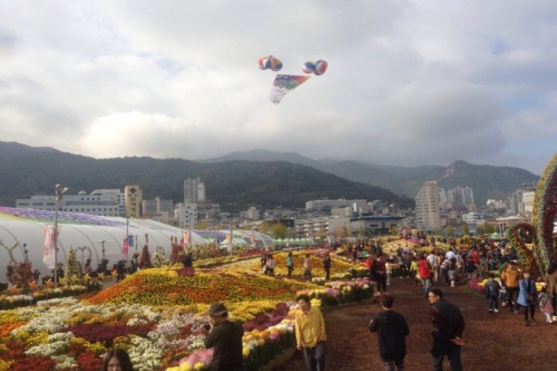 Masan Gagopa Chrysanthemum Festival  (1/4)