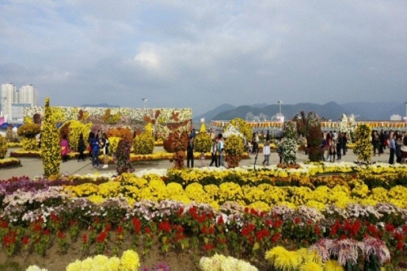 Masan Gagopa Chrysanthemum Festival  (3/4)