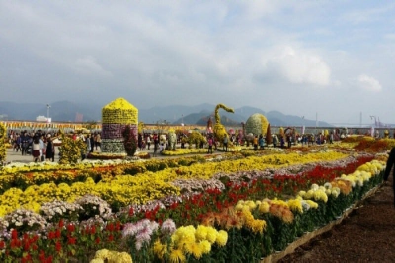 Masan Gagopa Chrysanthemum Festival  (4/4)
