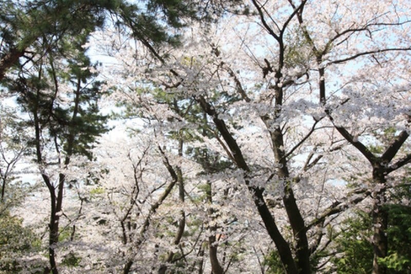 Jehwangsan Park  (2/9)
