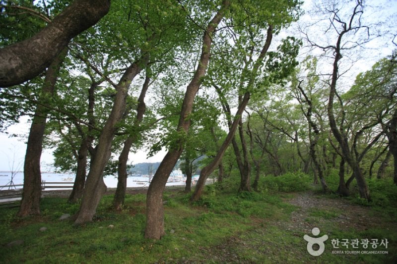 Mulgeon Windbreak Forest  (6/25)