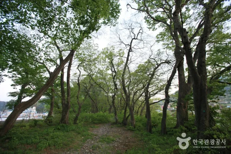 Mulgeon Windbreak Forest  (7/25)