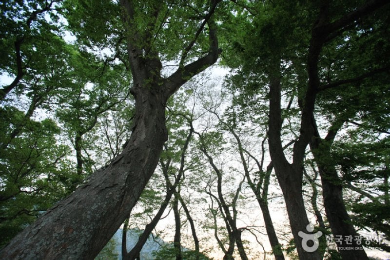Mulgeon Windbreak Forest  (9/25)