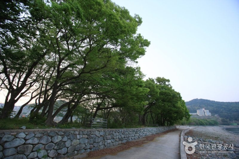 Mulgeon Windbreak Forest  (10/25)