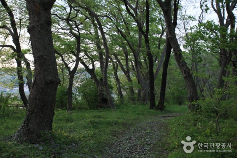Mulgeon Windbreak Forest  (13/25)