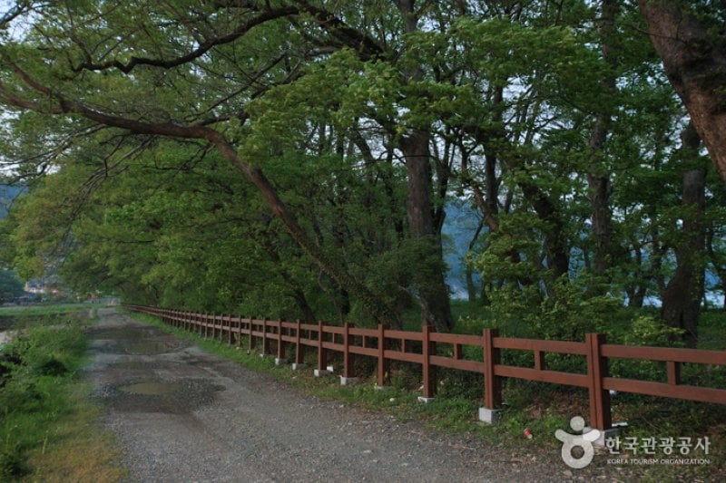 Mulgeon Windbreak Forest  (16/25)