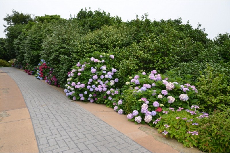 Jangsado Sea Park  (16/27)