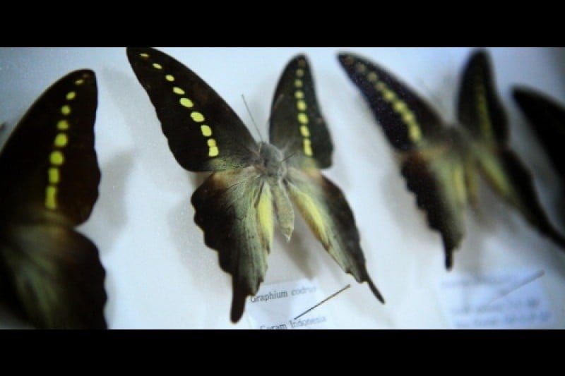 Namhae Butterfly Park  (14/20)