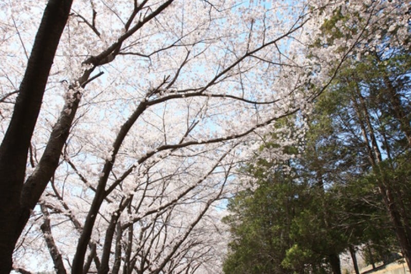 Anmingogae Hill  (4/6)