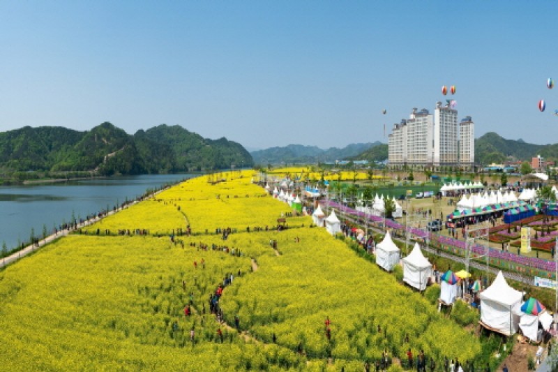 Changnyeong Nakdonggang Youchae Festival  (2/4)