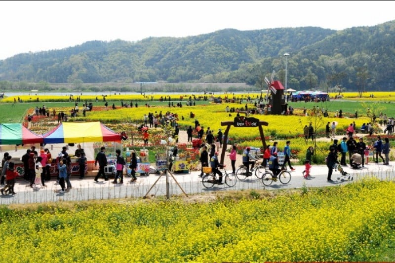 Changnyeong Nakdonggang Youchae Festival  (3/4)