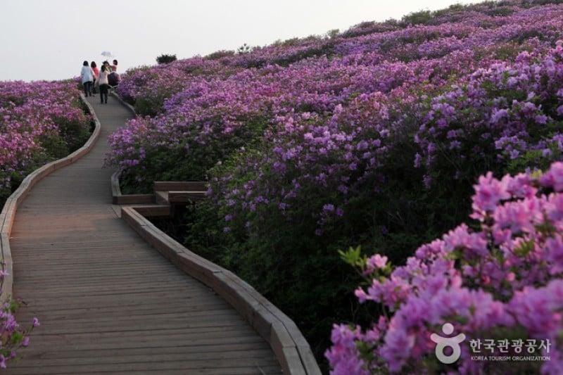 Hwangmaesan Mountain  (1/12)
