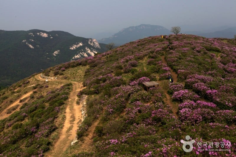 Hwangmaesan Mountain  (5/12)