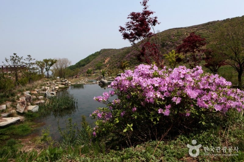 Hwangmaesan Mountain  (11/12)