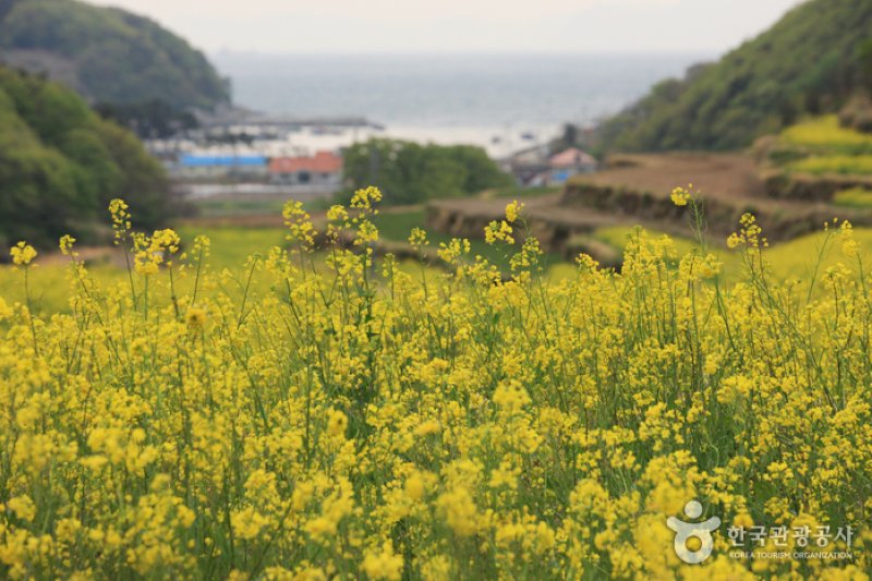 Dumo Village (두모마을) (1/13)