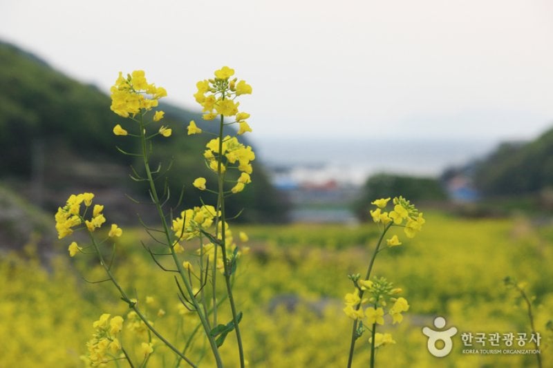 Dumo Village (두모마을) (7/13)