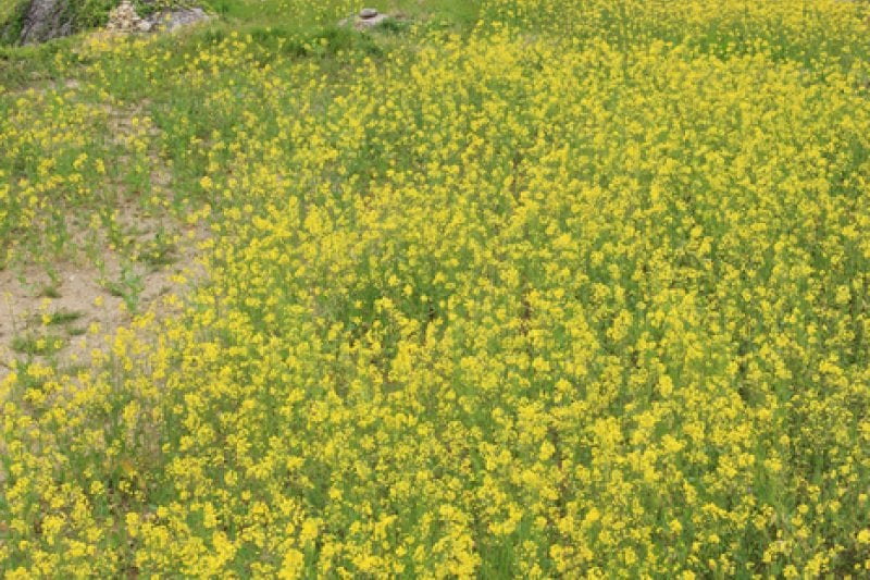 Dumo Village (두모마을) (9/13)