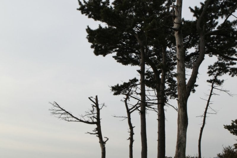 Jisimdo Island (지심도) (20/26)